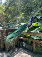 戶外教學--台北市立動物園:台北市立動物園校外教學154