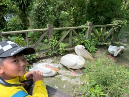 戶外教學--台北市立動物園:台北市立動物園校外教學34