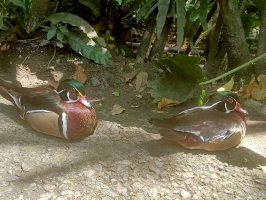 戶外教學--台北市立動物園:台北市立動物園校外教學80